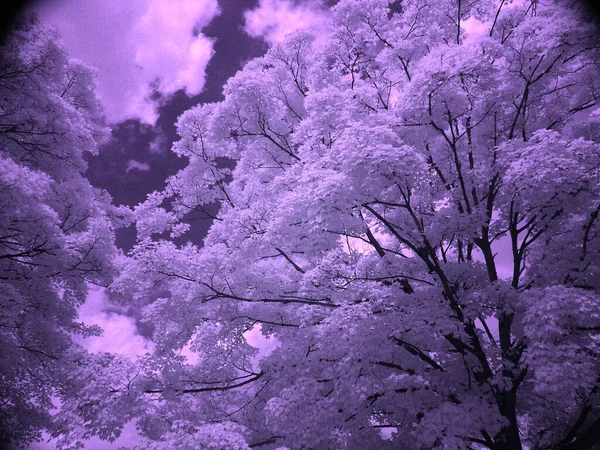 Красивое Дерево Лесу Цветное Изображение — стоковое фото