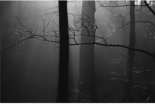 Silhouette Tree Forest Flora Nature — Stock Photo, Image