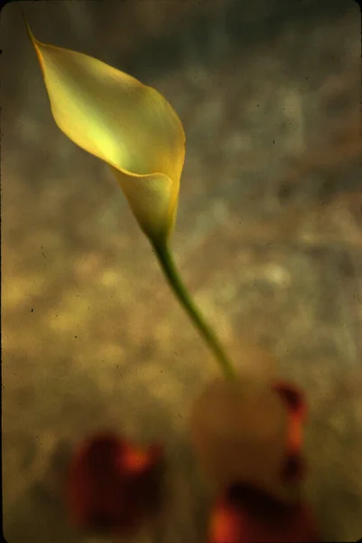 Krásný Květina Zavřít Pohled — Stock fotografie