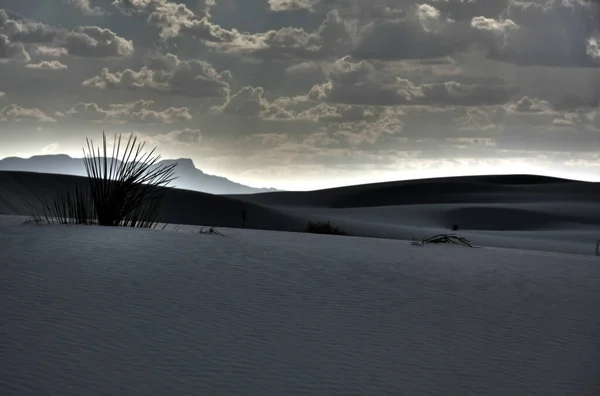 Χορτοφαγία Λευκή Άμμο Έρημο — Φωτογραφία Αρχείου