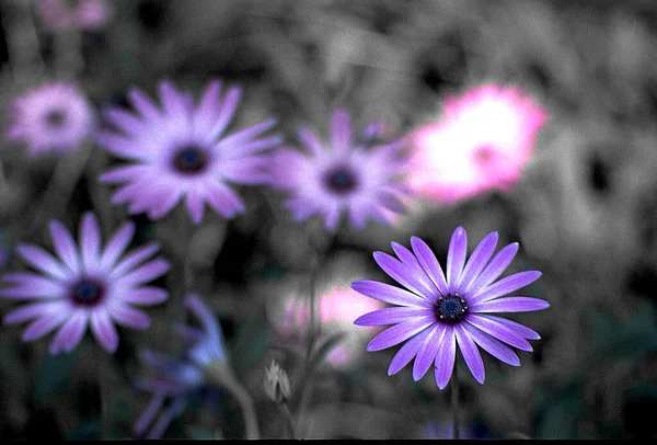 Schöne Blumen Garten — Stockfoto