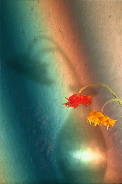 Красива Червона Квітка Воді — стокове фото
