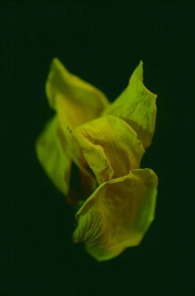 Hermoso Plano Botánico Fondo Pantalla Natural — Foto de Stock