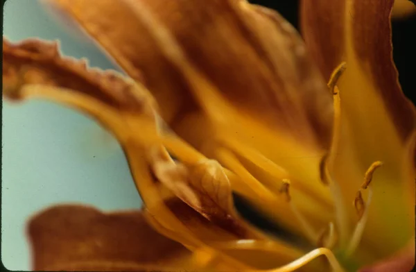 Perto Uma Flor Lírio — Fotografia de Stock