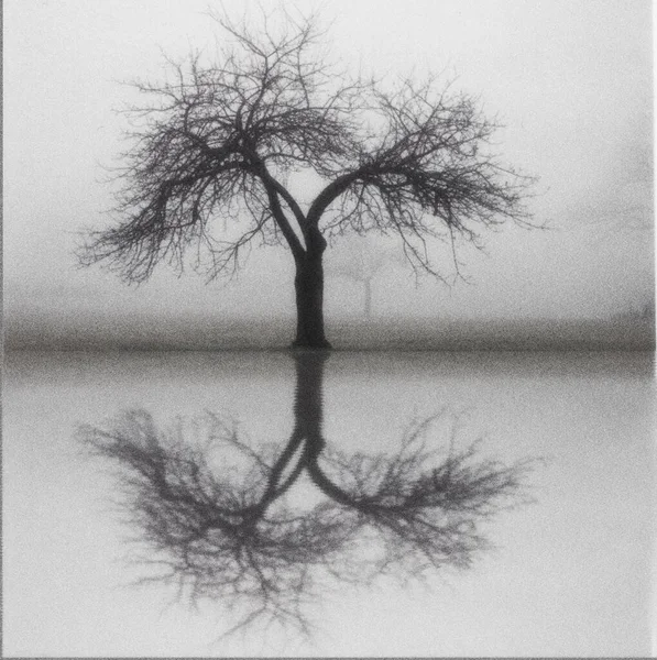 Einsamer Baum Nebliger Landschaft Reflexion Auf Der Wasseroberfläche Darstellung — Stockfoto