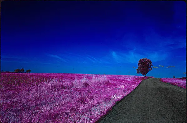 Bela Paisagem Com Campo Árvore Estrada — Fotografia de Stock