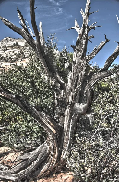 Getrockneter Baum Mit Kahlen Ästen Der Naturlandschaft — Stockfoto