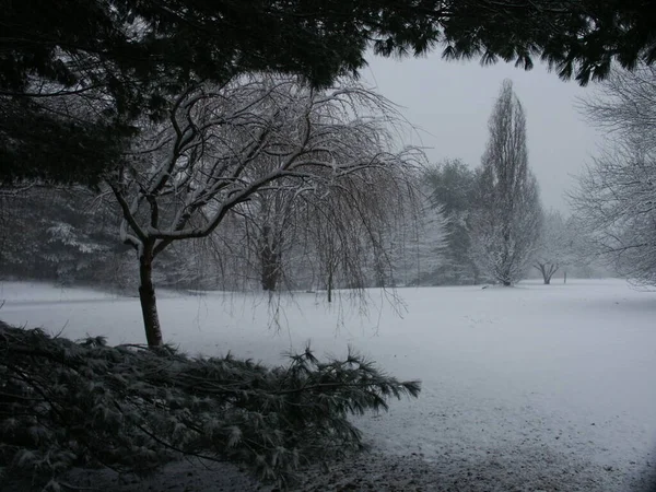 冬日里的雪和树 — 图库照片