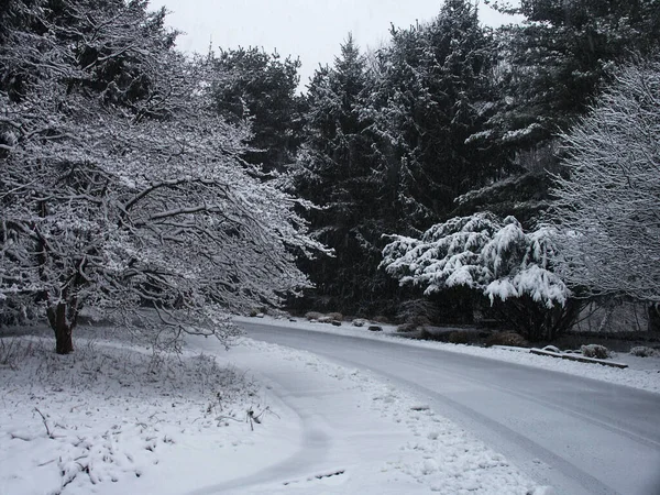 美丽的风景 森林里覆盖着积雪的树木 — 图库照片