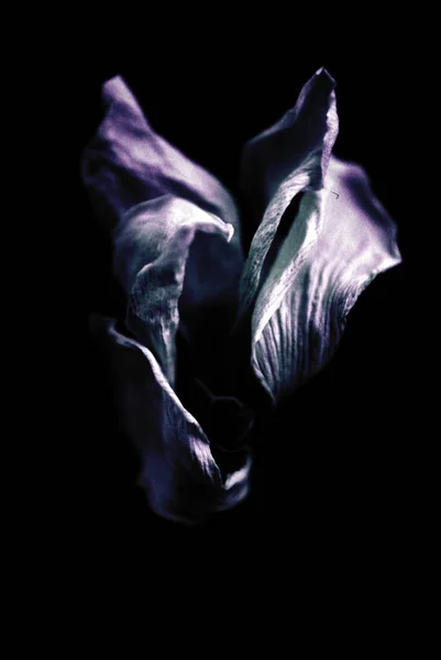 Flor Púrpura Seca Aislada Negro — Foto de Stock