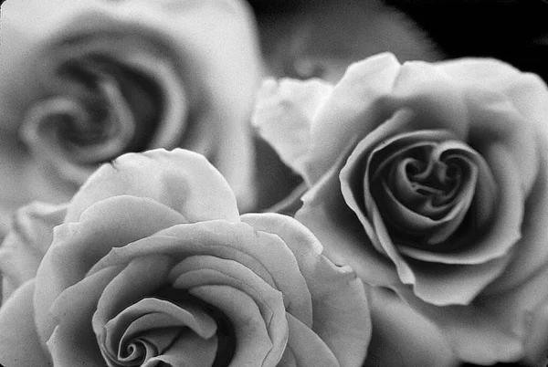 Czarno Białe Monochromatyczne Zdjęcie Pięknych Kwiatów — Zdjęcie stockowe