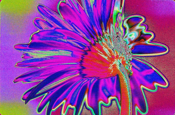Nahaufnahme Von Gerbera Blume Natürliche Tapete — Stockfoto