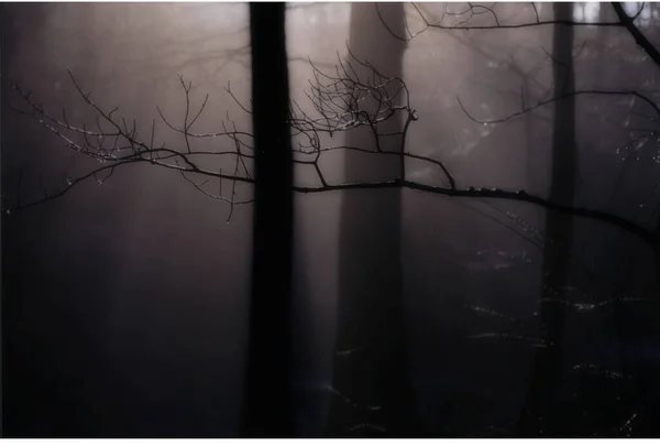 Schwarz Weiß Foto Eines Baumes Wald — Stockfoto