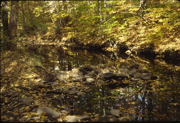 Otoño Hermoso Paisaje Con Río Bosque —  Fotos de Stock