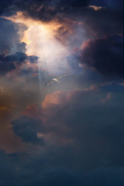 Bird Flies Storm Clouds Rendering — Stock Photo, Image
