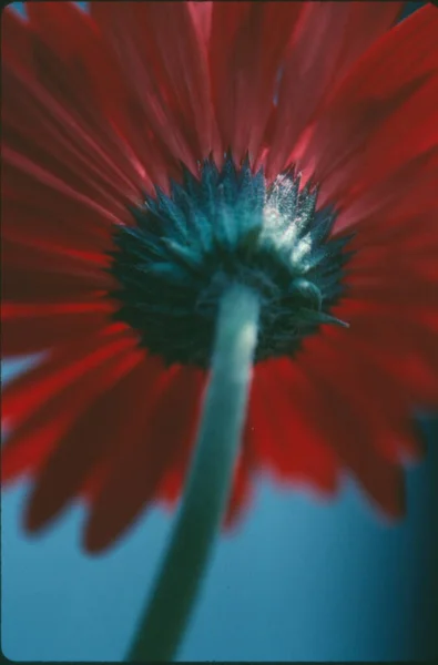 Close Gerbera Flower Natural Wallpaper — Stock Photo, Image