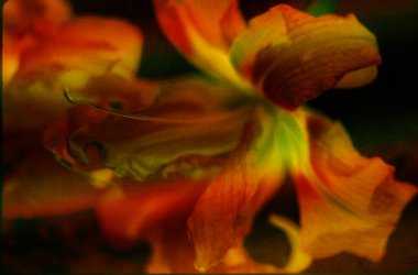 Bir zambak çiçeğine yaklaş 