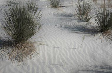 Beyaz kum çölünde bitki örtüsü.