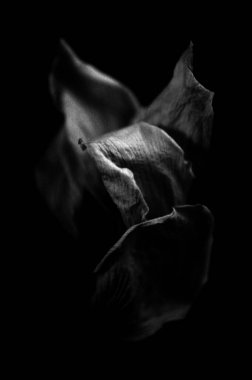 Güzel nergis botanik çekimi, doğal duvar kağıdı.