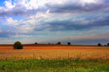Buğday tarlası ve bulutlu gökyüzü olan güzel bir manzara.