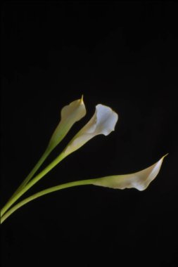 Güzel botanik fotoğrafı, doğal duvar kağıdı.