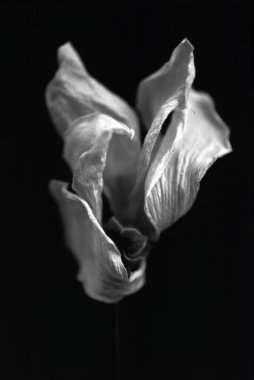 Kurumuş beyaz çiçek. Görüntü siyah beyaz.