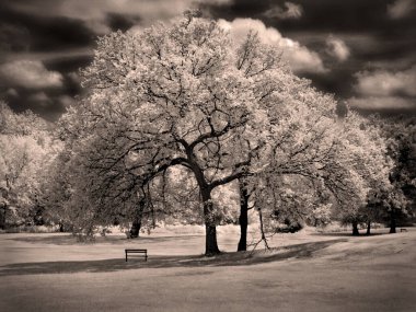 Ormandaki güzel ağaç, renkli görüntü.