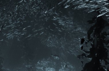 Güzel bir denizin sualtı manzarası 