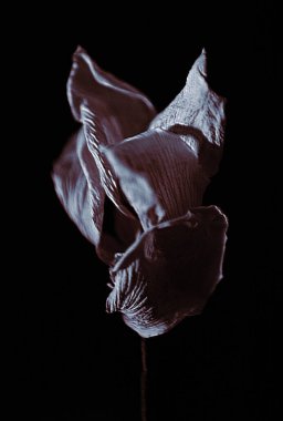 Güzel botanik fotoğrafı, doğal duvar kağıdı.