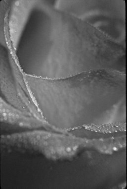 Güzel gül çiçeğinin yakın çekimi