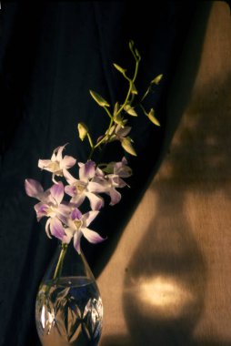 Güzel botanik fotoğrafı, doğal duvar kağıdı.