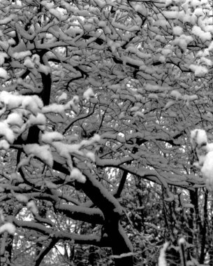 Parkta karla kaplı ağaçlar