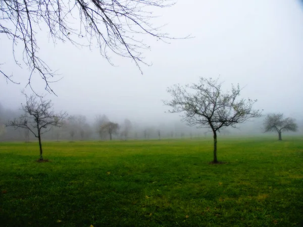 Árvores Campo Verde Meio Neblina Névoa Orvalho — Fotografia de Stock