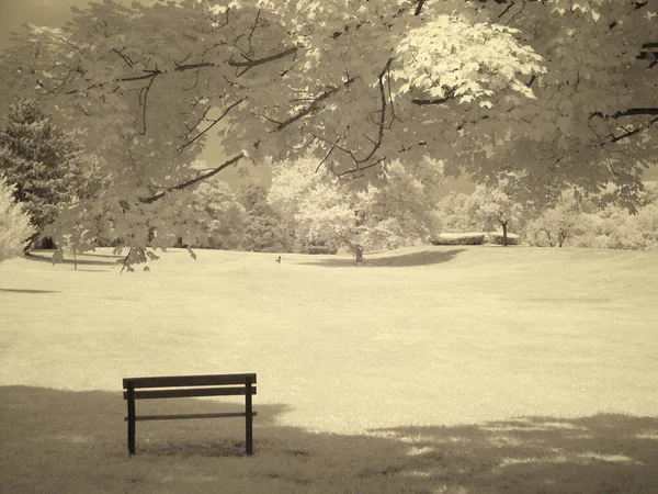 Beautiful Landscape Tree Bench Park — Stock Photo, Image