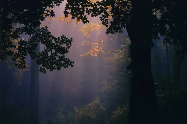 Luz Sol Brilha Através Árvores Outono — Fotografia de Stock