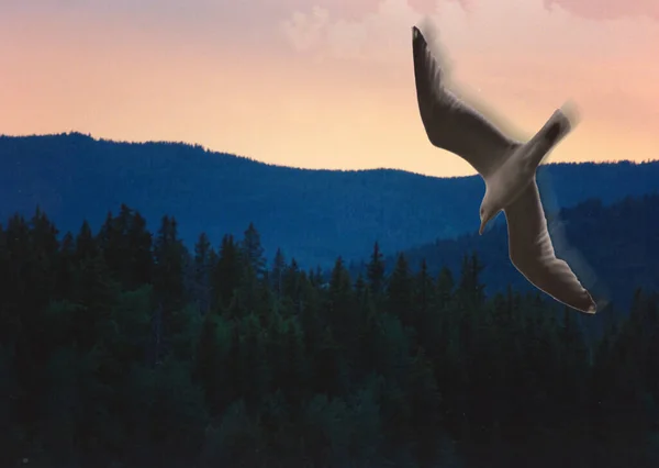 Vue Panoramique Sur Paysage Majestueux Oiseau — Photo