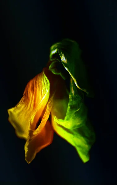 Güzel Çiçeğin Yakın Çekimi — Stok fotoğraf