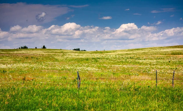 Ein Schöner Schuss Von Grünem Gras Und Löwenzahnfeld — Stockfoto