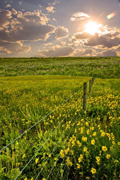 Vackert Landskap Med Grönt Fält Och Molnig Himmel — Stockfoto