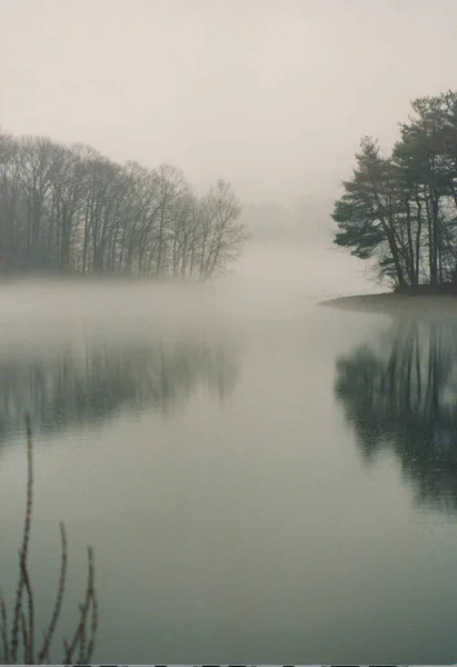 雾中的树 多姿多彩的风景 — 图库照片