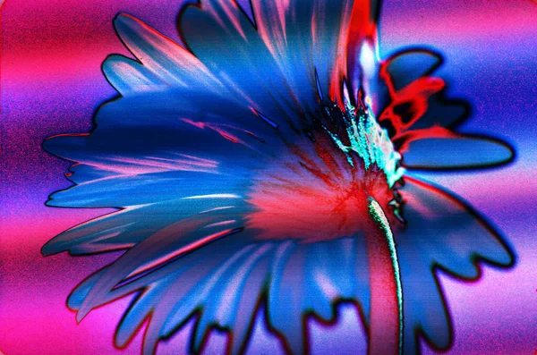 Κοντινό Πλάνο Του Λουλουδιού Gerbera Φυσική Ταπετσαρία — Φωτογραφία Αρχείου