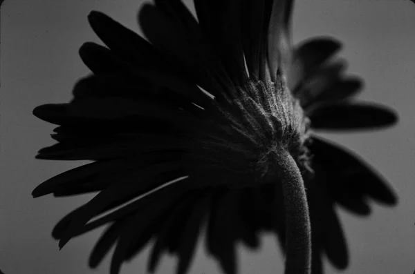 Schwarz Weißes Gänseblümchen Von Hinten Auf Grauem Hintergrund — Stockfoto
