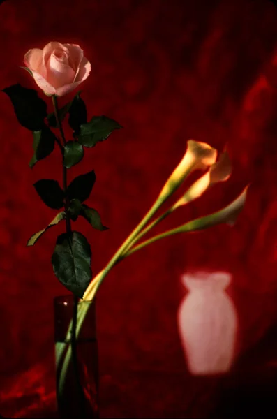 Λουλούδια Στο Βάζο Τριαντάφυλλο Και Κρίνα Κάλα Κόκκινο Φόντο — Φωτογραφία Αρχείου