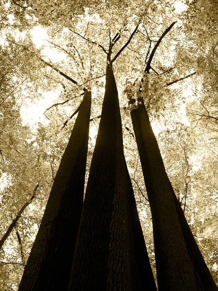Folhagem Alta Árvore Perspectiva Ângulo Baixo — Fotografia de Stock