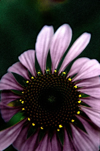 Koyu Arkaplanda Güzel Mor Gerbera Çiçeği — Stok fotoğraf