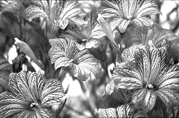 Beautiful Flowers Closeup Image Black White — Stock Photo, Image