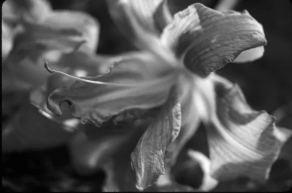 Nahaufnahme Einer Lilienblüte — Stockfoto