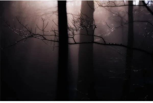 森の中の木の白黒写真は — ストック写真