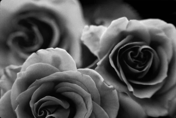 Czułe Piękne Róże Zbliżenie — Zdjęcie stockowe