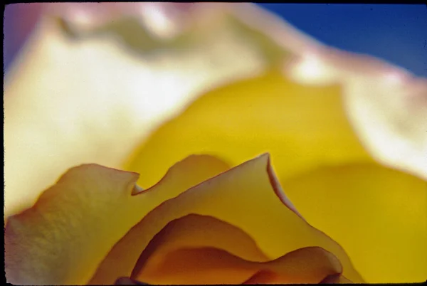 Close Shot Beautiful Rose Flower — Stock Photo, Image